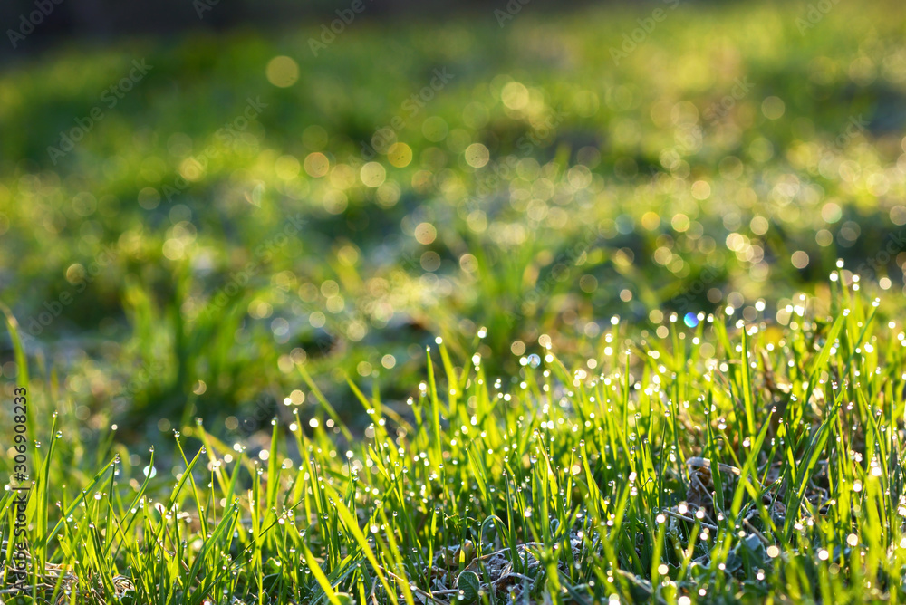 Fototapeta premium Dew drops close up