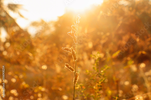 wild flowers in the field