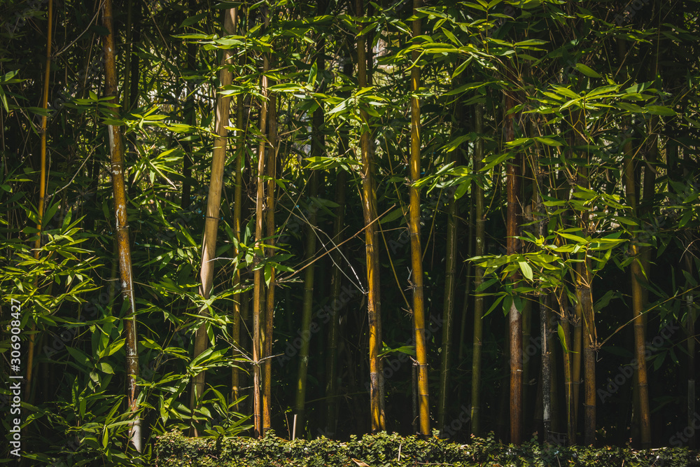 Obraz premium Bamboos