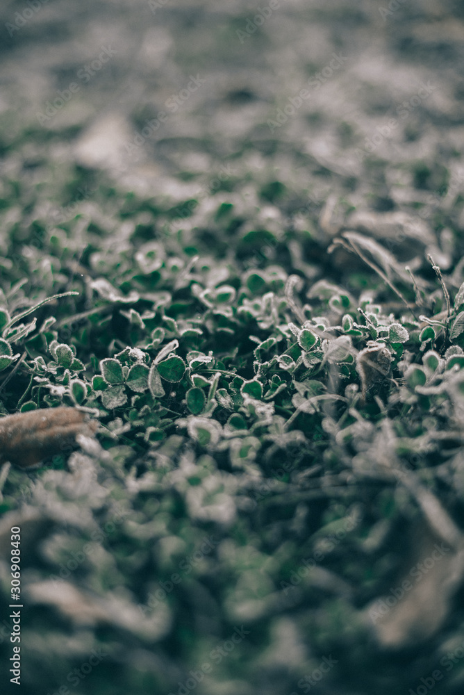 Morning frost on dry grass and leaves Morning frost on dry grass and leaves