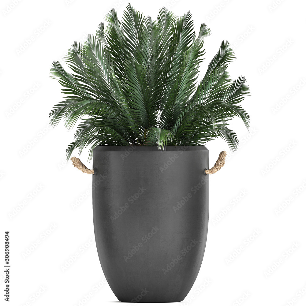 palm trees in a pot on a white background palm trees in a pot on a white background