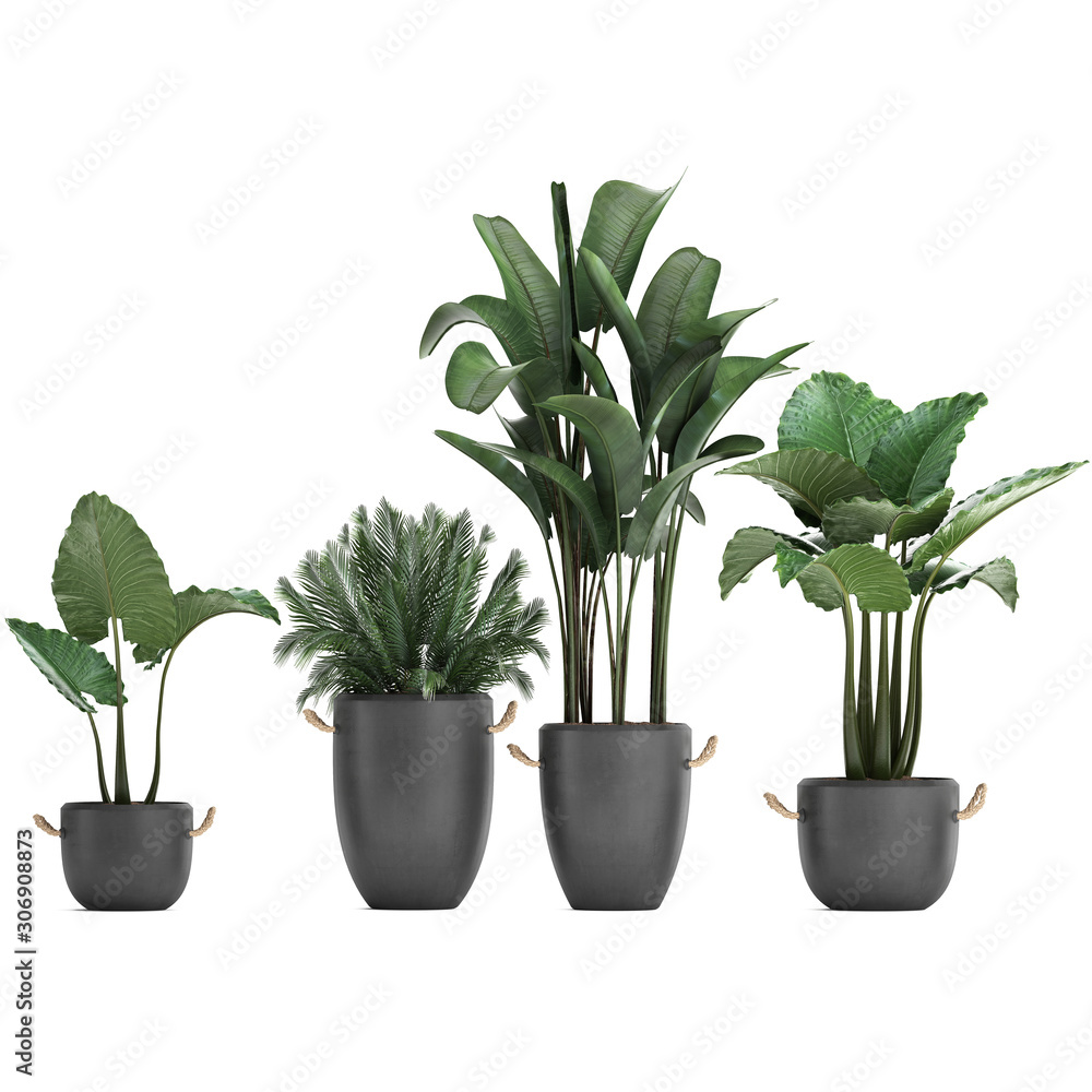 Obraz premium exotic plants in pots on a white background