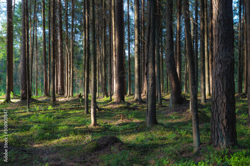 Pine forest at sunny summer day. Backlit with sun rays  looks like a painting.