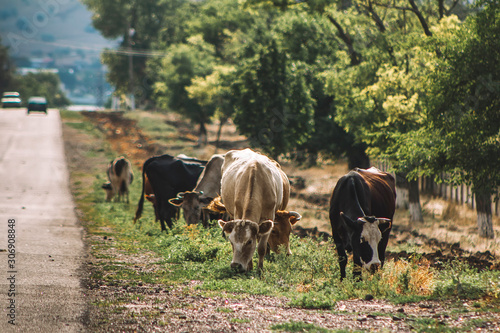 a herd of cows grazes near the road in the village, cars on the road