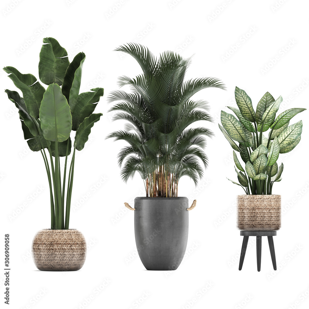 Fototapeta premium exotic plants in pots on a white background