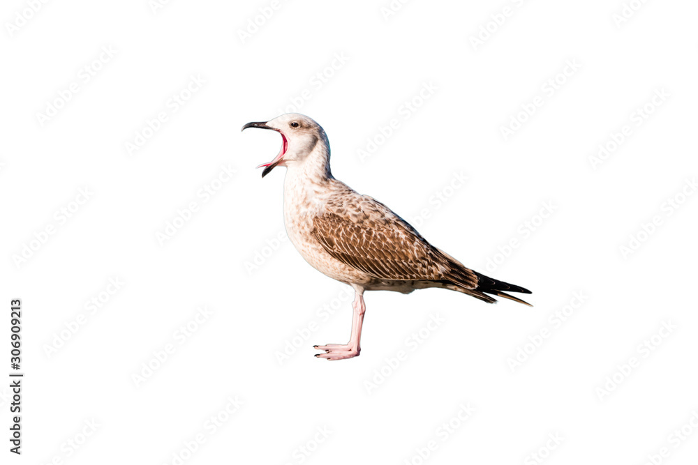 Seagull with wide open mouth isolated on white background Seagull with wide open mouth isolated on white background