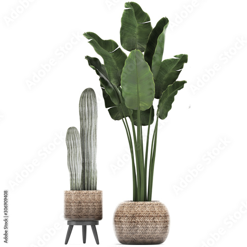 exotic plants in pots on a white background