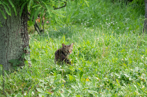 草むらからこちらを見つめる猫