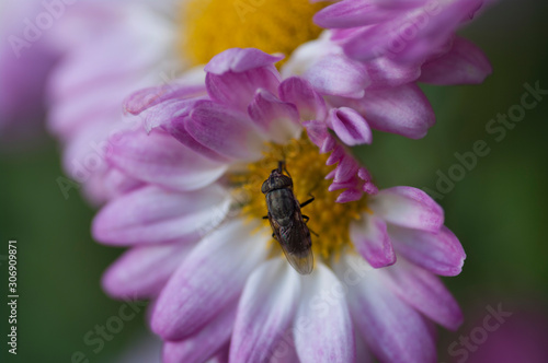 the flower and the fly © younes
