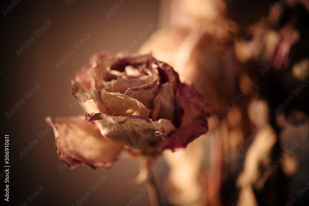 Φωτογραφία Bouquet of dry roses on window with blurred beautiful bokeh in vintage style sepia