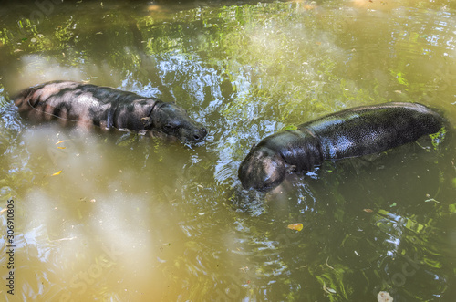 Two little hippos swim in the water