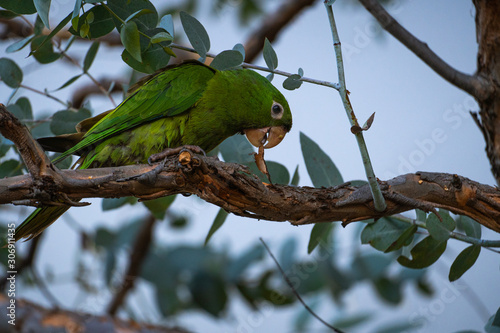 Green parrot tearing the cortex off a tree