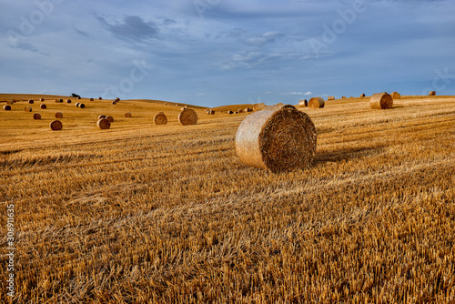 Rolls of hay on the field after harvest, Malbork, Poland , Europe