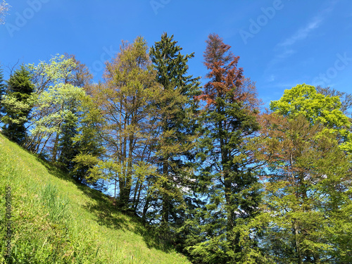 Mixed trees and deciduous forests on the the slopes of the Mountain Burgenstock or Buergenstock above Lake Luzerne or Vierwaldstaettersee  or Vierwaldsattersee - Canton of Nidwalden, Switzerland photo