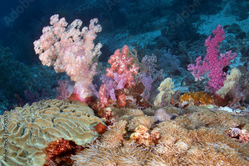 Soft corals reef