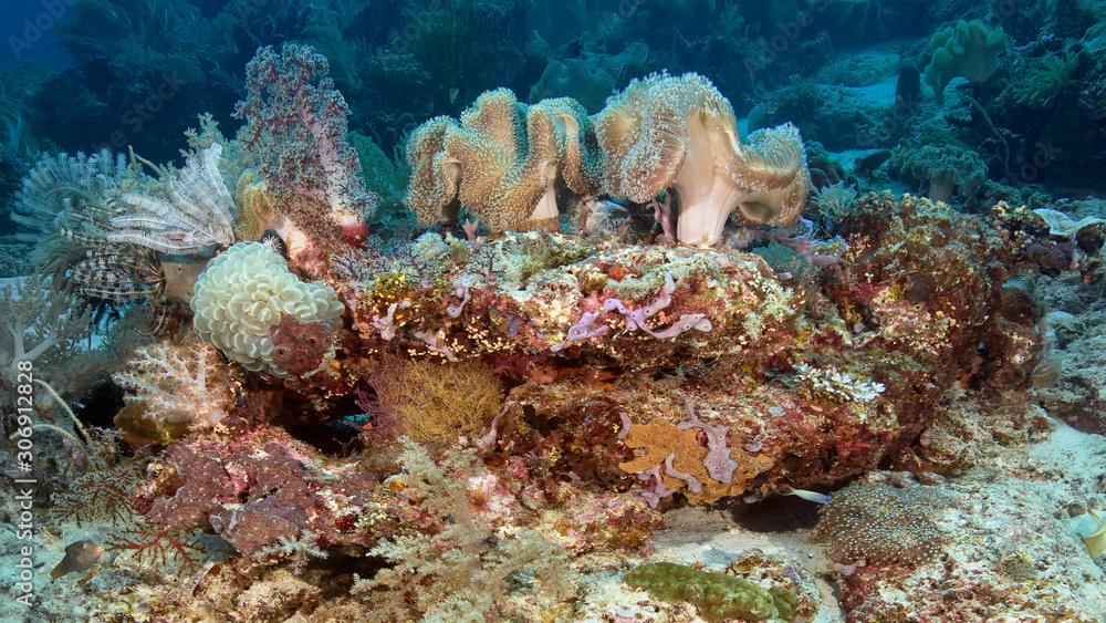 coral reef coral reef
