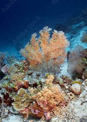 coral reet