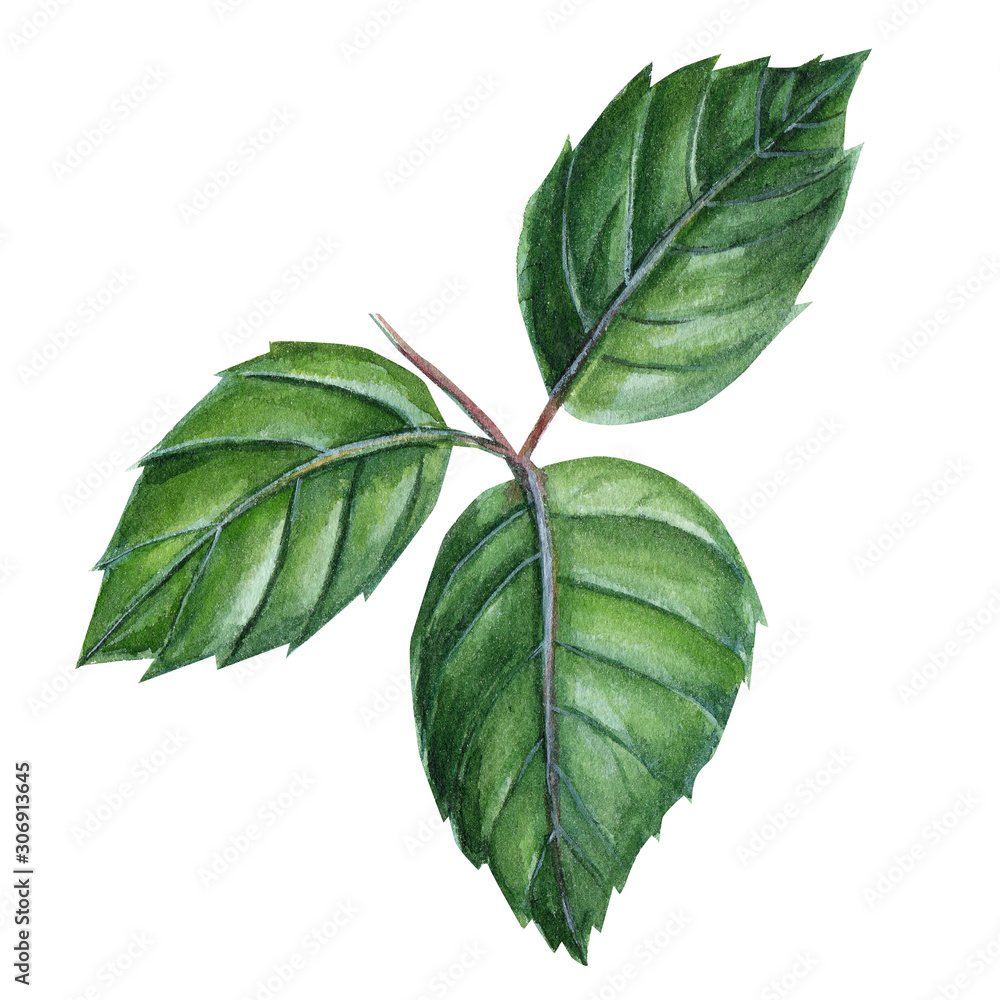 Obraz premium green leaves of a rose on an isolated white background, watercolor illustration, botanical painting