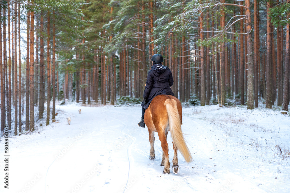 Woman horseback riding in forest in winter Woman horseback riding in forest in winter