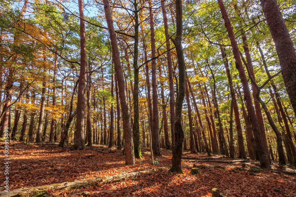 秋のえびの高原 宮崎県えびの市 Ebino plateau autumn Miyazaki Ebino city 秋のえびの高原 宮崎県えびの市 Ebino plateau autumn Miyazaki Ebino city