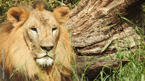 Photography lion looking regal standing, closeup photography of wild animal lion, Strong Looking Wild East African Lion, the jungle king in Nature,Lion king isolated with closeup