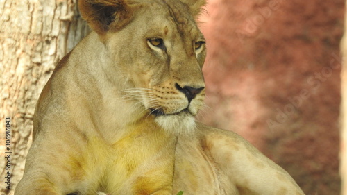 Photography lion looking regal standing, closeup photography of wild animal lion, Strong Looking Wild East African Lion, the jungle king in Nature,Lion king isolated with closeup