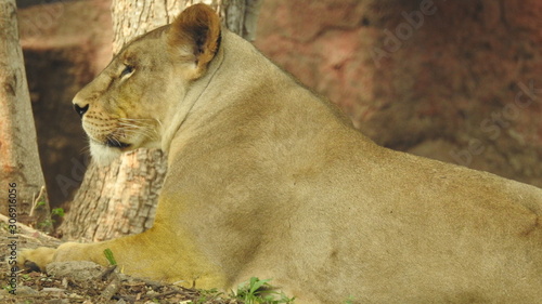 Photography lion looking regal standing, closeup photography of wild animal lion, Strong Looking Wild East African Lion, the jungle king in Nature,Lion king isolated with closeup