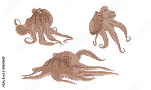 Octopus collection. Cephalopods, inhabitants of the warm tropical seas. Realistic vector animals.
