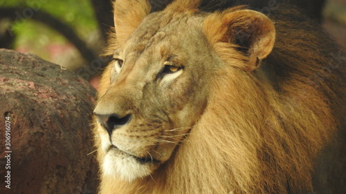 Canvas Print lion looking regal standing, closeup photography of wild animal lion, Strong Looking Wild East African Lion, the jungle king in Nature,Lion king isolated with closeup