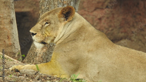Canvas Print lion looking regal standing, closeup photography of wild animal lion, Strong Looking Wild East African Lion, the jungle king in Nature,Lion king isolated with closeup