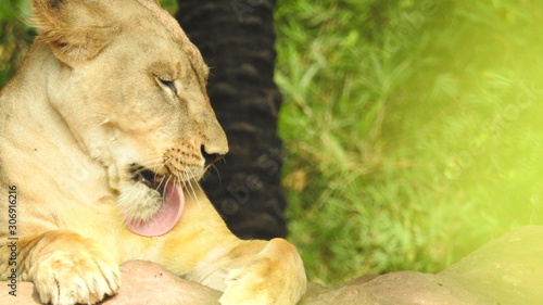 Photography lion looking regal standing, closeup photography of wild animal lion, Strong Looking Wild East African Lion, the jungle king in Nature,Lion king isolated with closeup