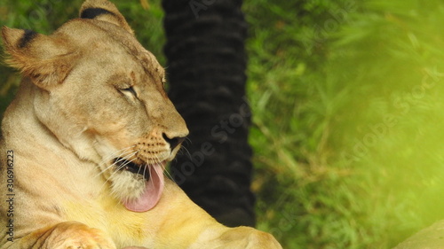 Photography lion looking regal standing, closeup photography of wild animal lion, Strong Looking Wild East African Lion, the jungle king in Nature,Lion king isolated with closeup