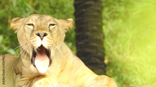 Canvas Print lion looking regal standing, closeup photography of wild animal lion, Strong Looking Wild East African Lion, the jungle king in Nature,Lion king isolated with closeup