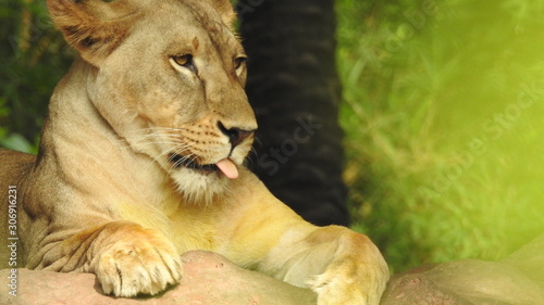 Photography lion looking regal standing, closeup photography of wild animal lion, Strong Looking Wild East African Lion, the jungle king in Nature,Lion king isolated with closeup