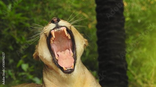 Photography lion looking regal standing, closeup photography of wild animal lion, Strong Looking Wild East African Lion, the jungle king in Nature,Lion king isolated with closeup