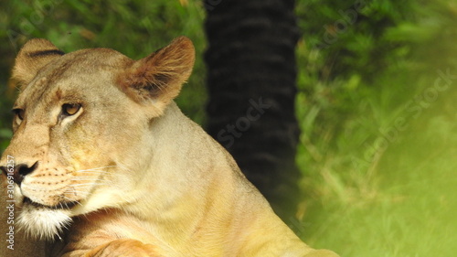 Canvas Print lion looking regal standing, closeup photography of wild animal lion, Strong Looking Wild East African Lion, the jungle king in Nature,Lion king isolated with closeup
