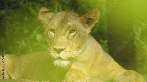 Photography lion looking regal standing, closeup photography of wild animal lion, Strong Looking Wild East African Lion, the jungle king in Nature,Lion king isolated with closeup