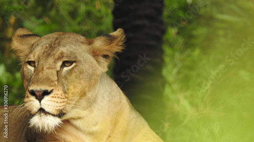 Canvas Print lion looking regal standing, closeup photography of wild animal lion, Strong Looking Wild East African Lion, the jungle king in Nature,Lion king isolated with closeup