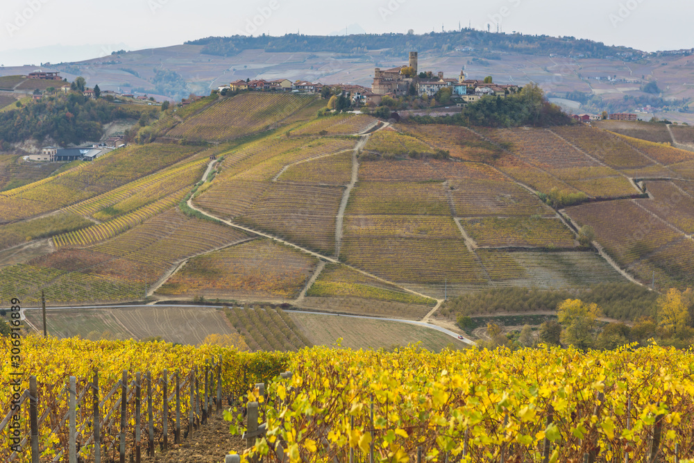 Vineyards, near Alba, Langhe, Piedmont, Italy