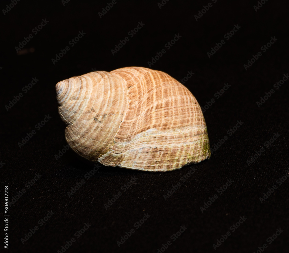 single shells on black background single shells on black background