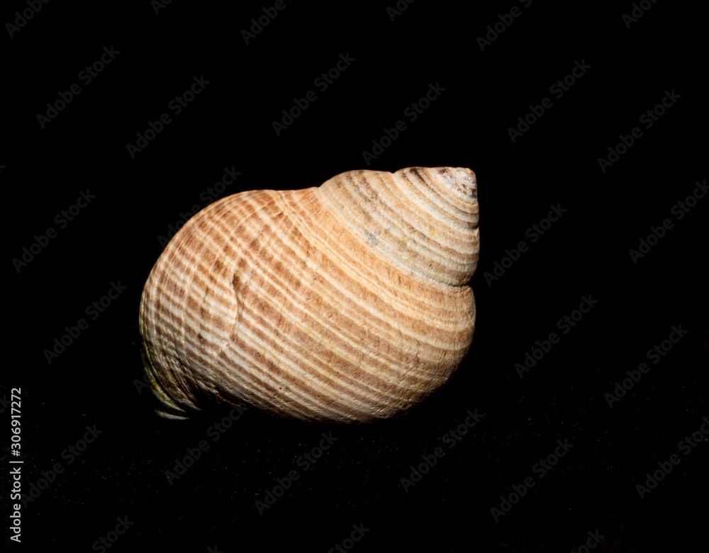 single shells on black background single shells on black background