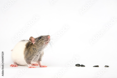 cute rat sitting on a white background are sunflower seeds © Екатерина Переславце
