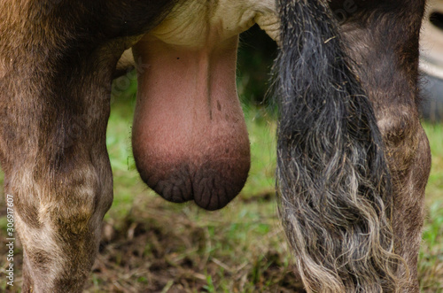 Large testicles of a bull of Portuguese breed, northern Portugal. photo