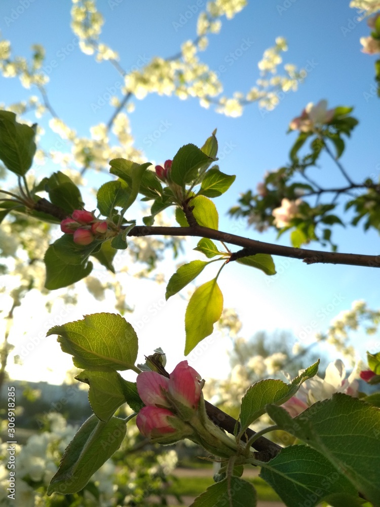 Early spring. Young greens and the beginning of flowering Japanese cherry. The layout can be used as banners for social networks, in environmental materials, for printing on a calendar, fabric, etc Early spring. Young greens and the beginning of flowering Japanese cherry. The layout can be used as banners for social networks, in environmental materials, for printing on a calendar, fabric, etc