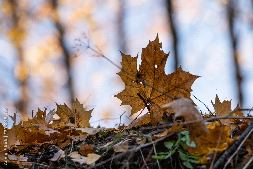 Autumn Autumn