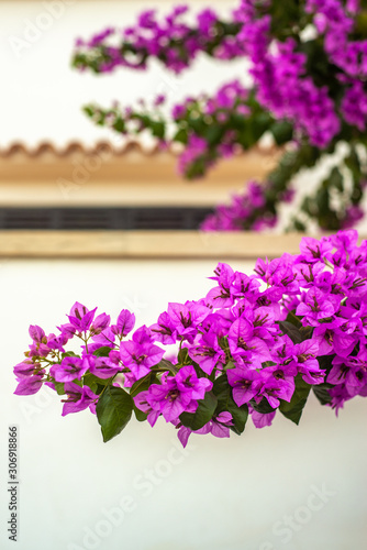Close Up of Vibrant Bougainvillea in Front of a Traditional White Villa in Spain