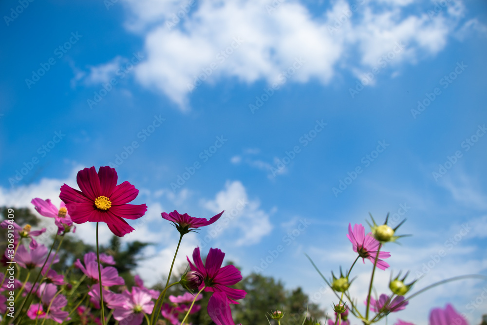 Cosmos flowers blooming in the garden.Pink and red cosmos flowers garden, soft focus and look in blue color tone.Cosmos flowers blooming in Field. Cosmos flowers blooming in the garden.Pink and red cosmos flowers garden, soft focus and look in blue color tone.Cosmos flowers blooming in Field.