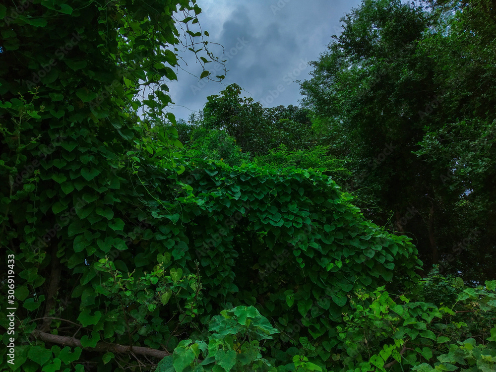 trees in the rain forest