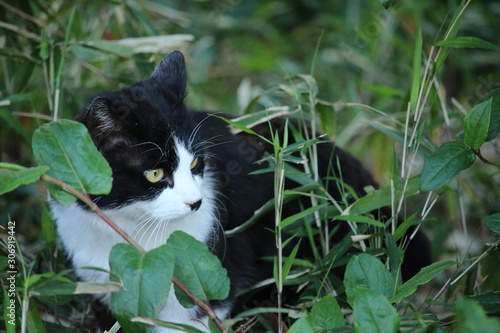 黒猫
