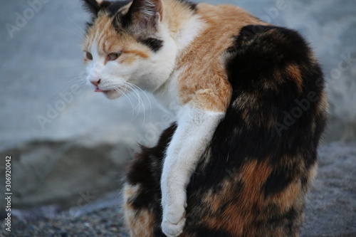 猫